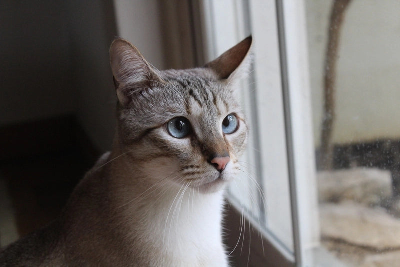 Cat with blue eyes looking out a window