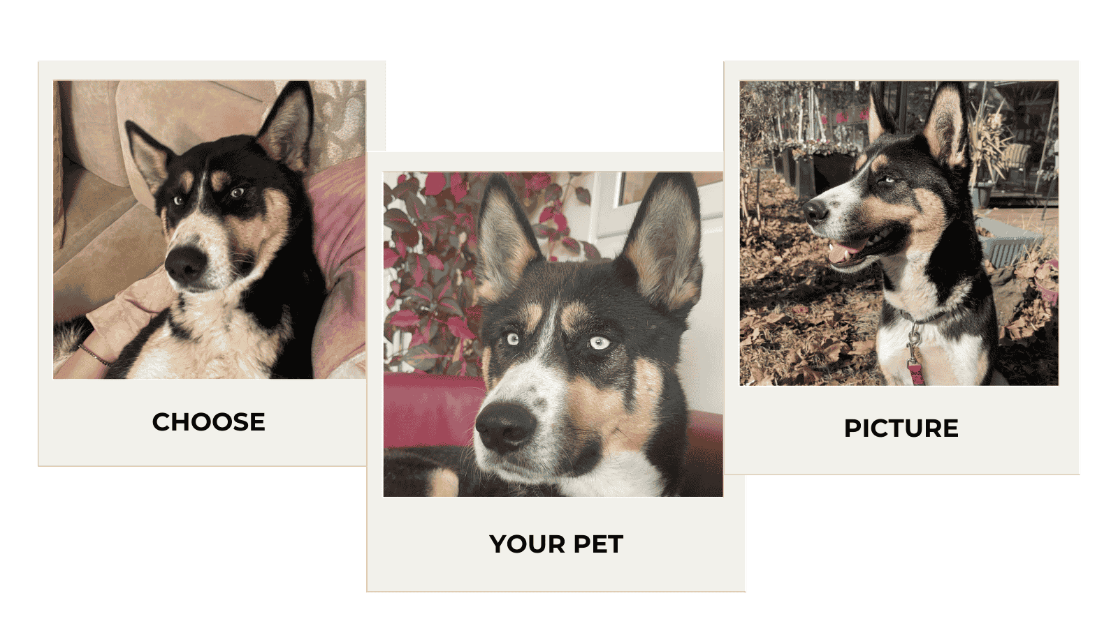 Three images of a dog with text 'Choose your pet' on a green background