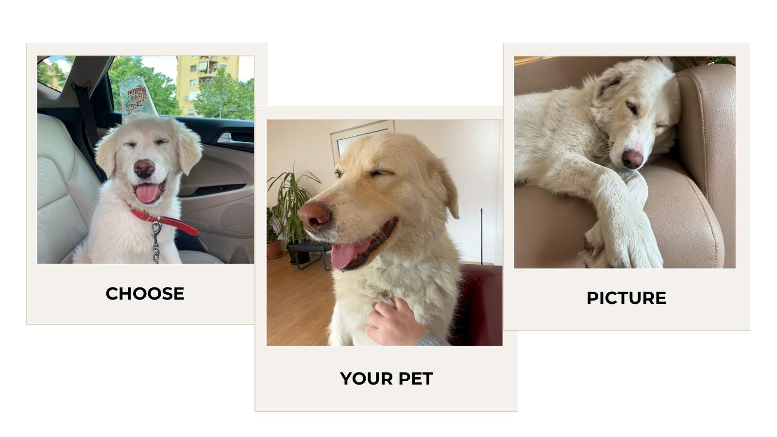 Collage of three images of dogs with text prompts to 'Choose your pet' and 'Picture your pet'.